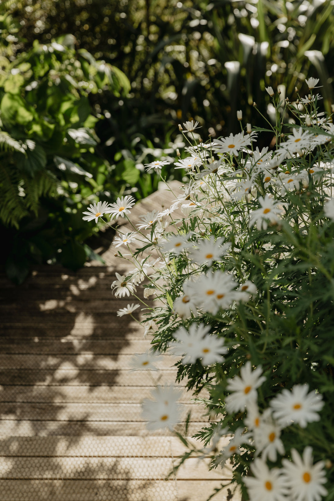 Buffalo Lodge Chronicles: Planting Roots and Cultivating Dreams