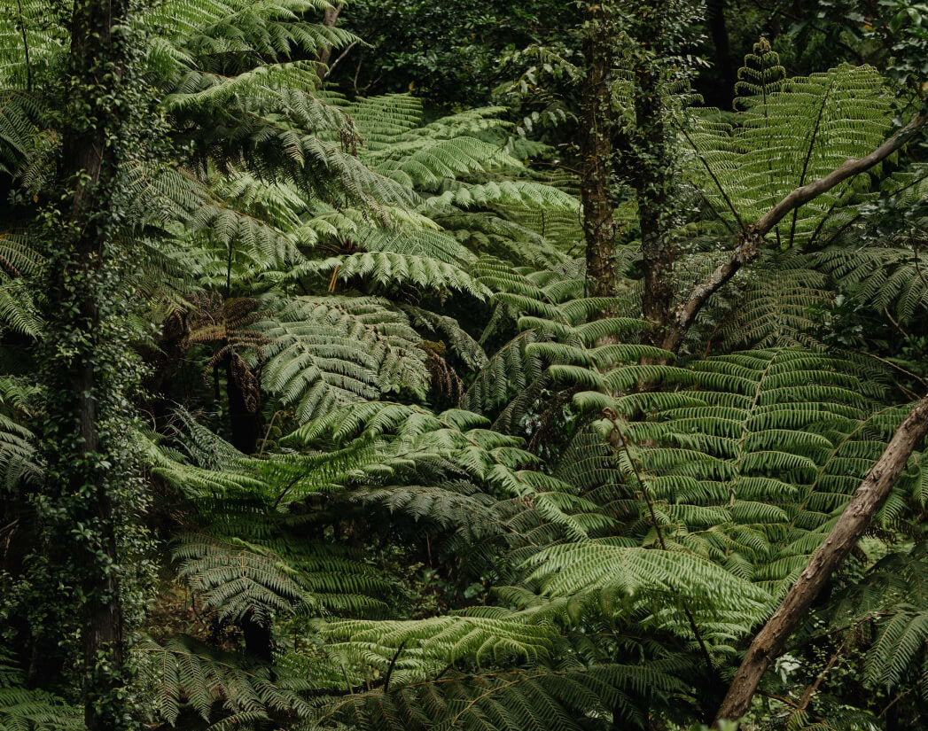 Best Coromandel Tramps | Daily and Overnight | Buffalo Lodge