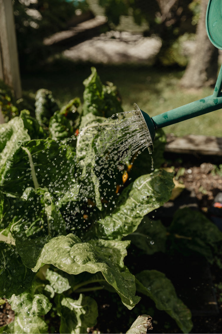 Buffalo Lodge garden - sustainability