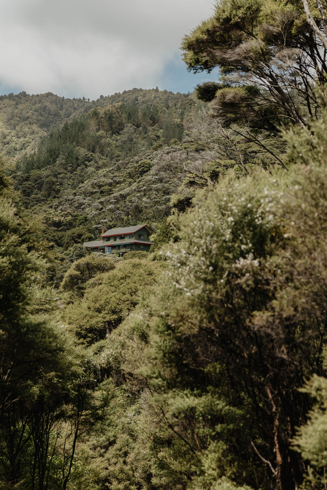 Safeguarding Giants: Protecting Kauri Trees While You Explore the Coromandel